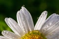 Garden daisies Leucanthemum vulgare close up. Flowering of daisies. Oxeye daisy, Daisies, Dox-eye, Common daisy, Moon daisy. Macro