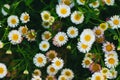 Garden daisy close-up in large numbers. Gardening. Springtime, flowering. Bright floral background