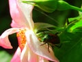 Pink RoseGarden dangers - Japanese Beetle on Rose petals Royalty Free Stock Photo