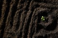 Garden Dark Dirt with Single Plant Growing