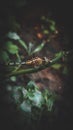 Garden darner