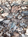 Garden decor. Mulch made of tree bark. Decorative filling for the garden - tree bark.