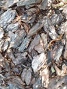 Garden decor. Mulch made of tree bark. Decorative filling for the garden - tree bark.