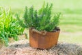 Garden decoration - blooming herb in metal rusty pot outdoors Royalty Free Stock Photo