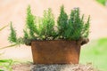 Garden decoration - blooming herb in metal rusty pot outdoors Royalty Free Stock Photo