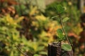 Garden decoration with green plant picture