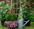 Garden decoration with hydrangea`s and petunia. very cozy picture with iron watering can. Nice gardening conept of a landscaped ru