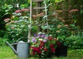 Garden decoration with hydrangea`s and petunia. very cozy picture with iron watering can. Nice gardening conept of a landscaped r