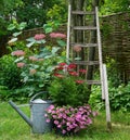 Garden decoration with hydrangea`s and petunia. very cozy picture with iron watering can. Nice gardening conept of a landscaped ru