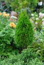 Photo of Thuja Biota, Platycladus orientalis growing on flower bed in beautiful garden