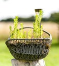Garden decoration of old metal wire basket Royalty Free Stock Photo