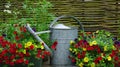 Garden decoration with petunia. very cozy picture with iron watering can. Nice gardening conept of a landscaped rural garden. pur