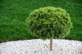 Garden decoration plant Pinus mugo Mountain Pine Royalty Free Stock Photo