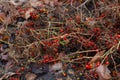 Garden decoration in rainy autumn. Small red tomatos on withered plant in vegetable garden