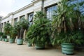 Palm trees grow in pots in Sanssouci Park. Potsdam, Germany