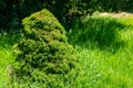 Garden decorative conifer bush grows in the garden. Cultural decorative plants, landscape design concept