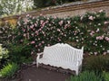 An elegant white bench against a wall with climbing roses flowering behind Royalty Free Stock Photo