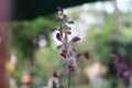 Garden Dendrobium orchid west java