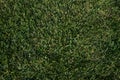 Garden design detail grass texture, Parma Italy