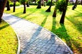 garden design group of coconut long shadow on grass in the morning. close up bringing coconut trees decoration in garden with