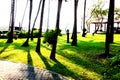 garden design group of coconut long shadow on grass in the morning. close up bringing coconut trees decoration in garden with