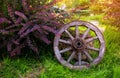 Garden design with old wooden wheel and a Bush of barberry in the background of the pond . Royalty Free Stock Photo