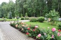 Romantic roses garden design with forest on background
