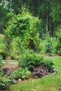 Garden detail with summer mixed border with hostas, heucheras Royalty Free Stock Photo