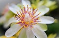 In the garden the details of the flower of Pereskia aculeata