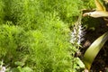 Garden details,small plant