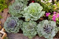 Garden details,small plant Royalty Free Stock Photo