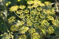 Dill Anethum graveolens flower macro selective fovus Royalty Free Stock Photo