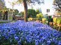 Garden at Disneyland, Los Angeles