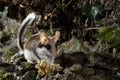 Garden Dormouse, Eliomys Quercinus,in the countryside