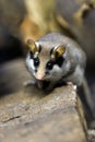 Garden Dormouse, Eliomys Quercinus,