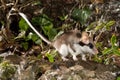 Garden Dormouse, Eliomys Quercinus, in the countryside