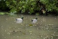 Garden duck pond Royalty Free Stock Photo