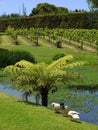 Garden: duck pond in subtropical garden Royalty Free Stock Photo