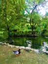 Garden, ducks, water, lake, trees, light, animals and nature Royalty Free Stock Photo