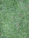 Garden durva grass pattern or textures in the lawn Royalty Free Stock Photo