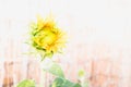 A garden dwarf sunflower with a diaphanous background