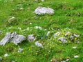 Garden of early mountain flowers consisting of the blue Gentiana clusii and yellow Primula auricula surrounded by rocks in Royalty Free Stock Photo