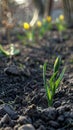 A garden in early spring, in a state of hiatus, with ongoing signs of new life pushing through the soil under a warm sun