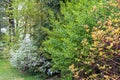 Garden edge greenery with ornamental shrubs Royalty Free Stock Photo