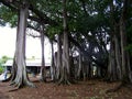 Garden of the Edison and Ford Winter Estate in Fort Myers, Florida