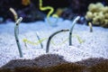 Garden eels in aquarium