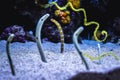 Garden eels in aquarium