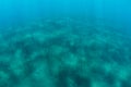 Garden Eels on Black Sand in Indonesia