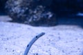 Garden eels close-up view in ocean