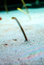 Garden Eels